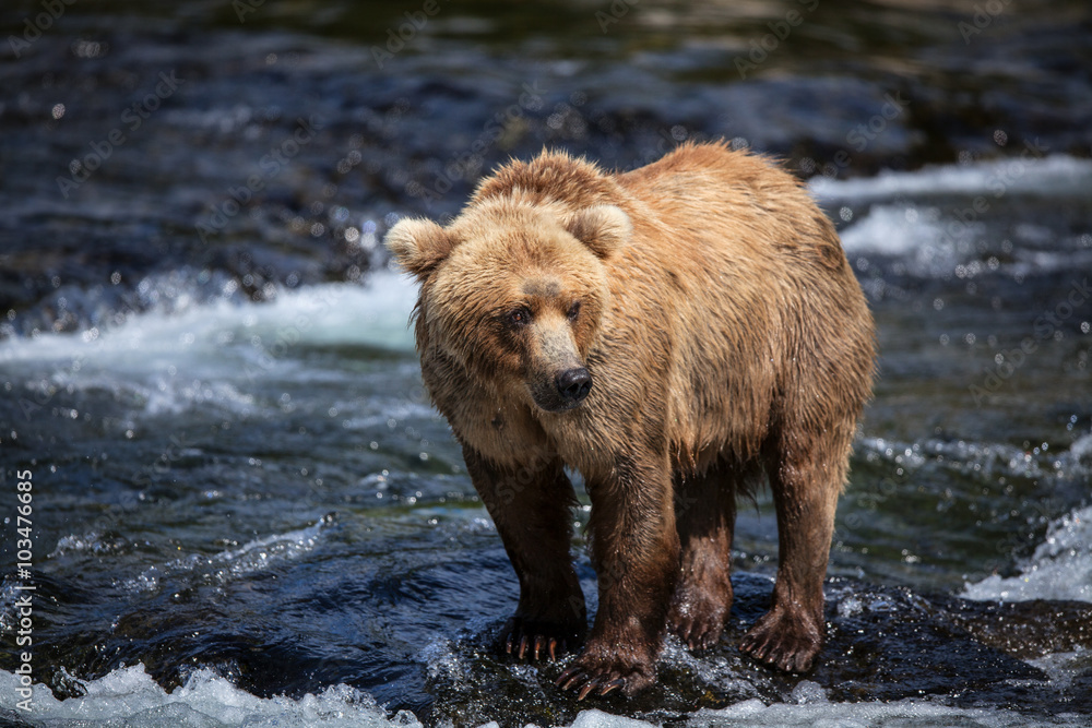 An Alaskan brown searches for salmon in the riffles of Brooks River. An Alaskan brown searches for salmon in the riffles of Brooks River.
