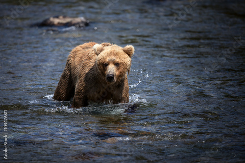 An Alaskan brown bear wades through the Brooks River in search of salmon.