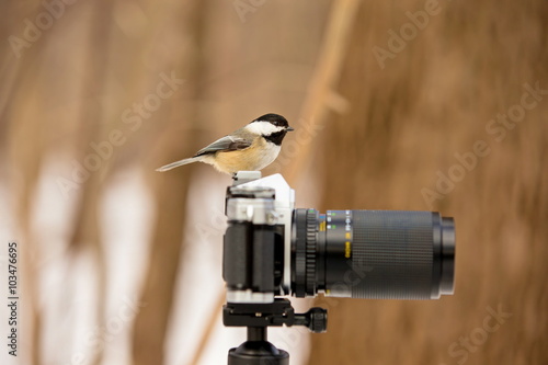 The black-capped chickadee is a small, non migratory, North American songbird that lives in deciduous and mixed forests. It is a very underrated friendly bird that will gladly take food from hands. 