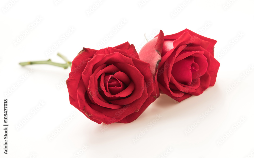 red rose red rose