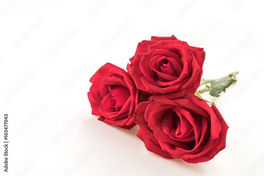red rose red rose