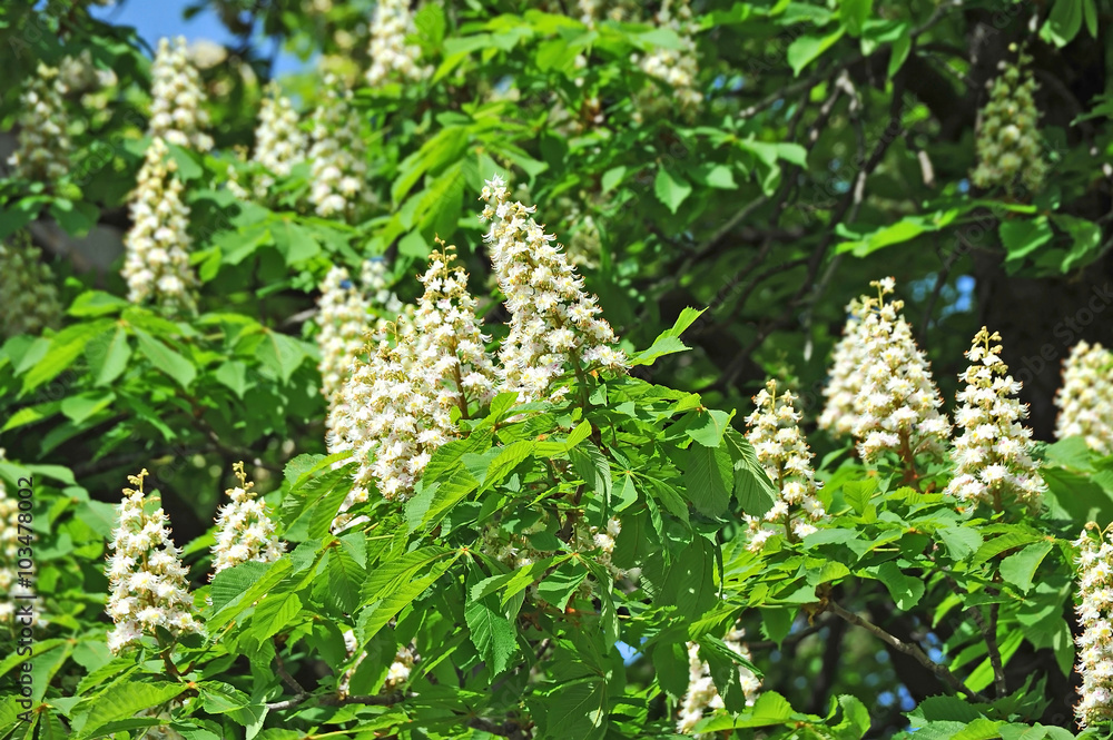 Spring blossoming chestnut (Castanea sativa) flower Spring blossoming chestnut (Castanea sativa) flower