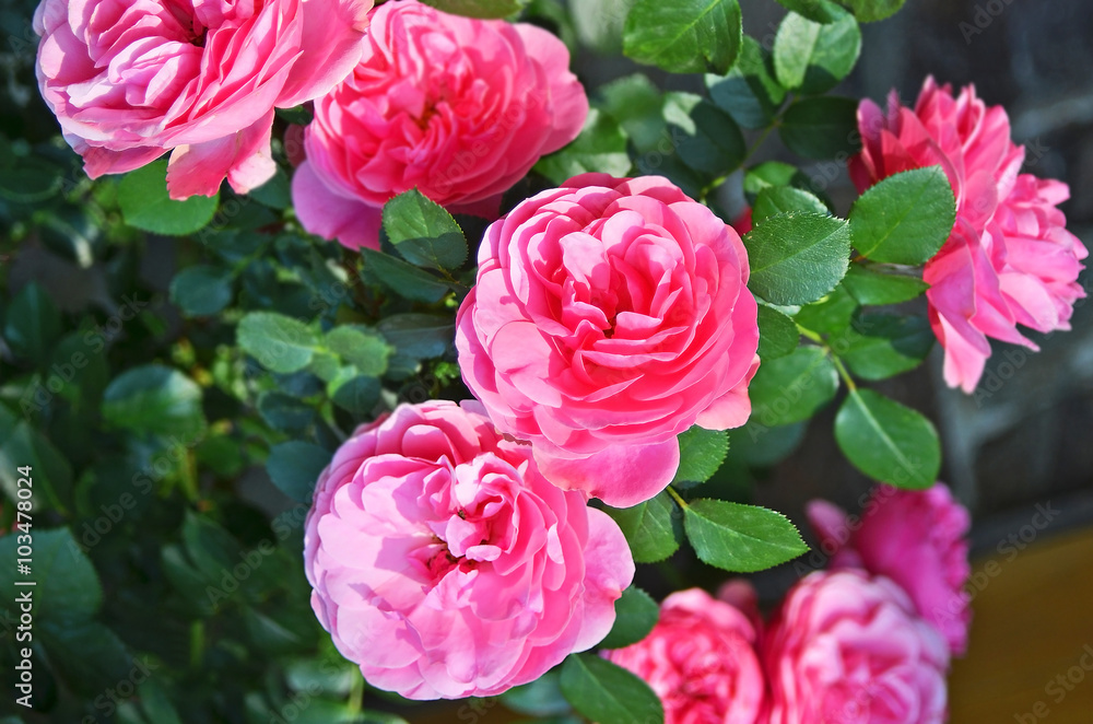 Rosa odorata Stock Photo | Adobe Stock