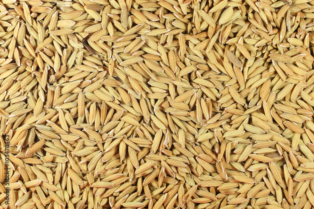 Brown paddy seed rice background
