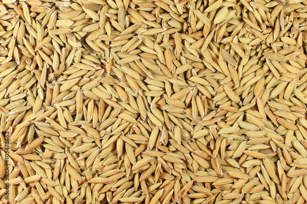 Brown paddy seed rice background Brown paddy seed rice background