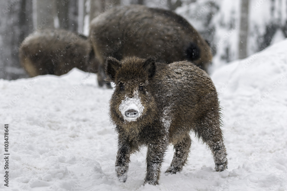 Cinghiale giovane sotto la neve Cinghiale giovane sotto la neve
