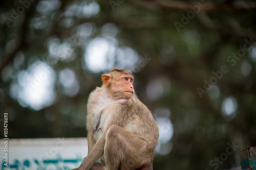 Fototapeta Naklejka Na Ścianę i Meble -  The bonnet macaque is a macaque endemic to southern India. Its distribution is limited by the Indian Ocean on three sides. These primates live in close family groups that have a hierarchy rule.