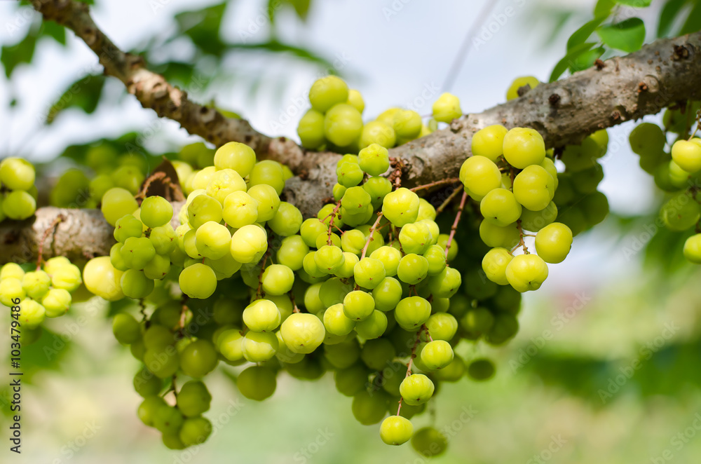 Star gooseberry on the tree,tropical fruit Star gooseberry on the tree,tropical fruit