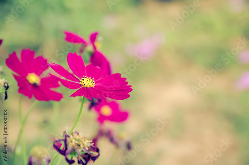 cosmos flower Comos spp Compositae   color process