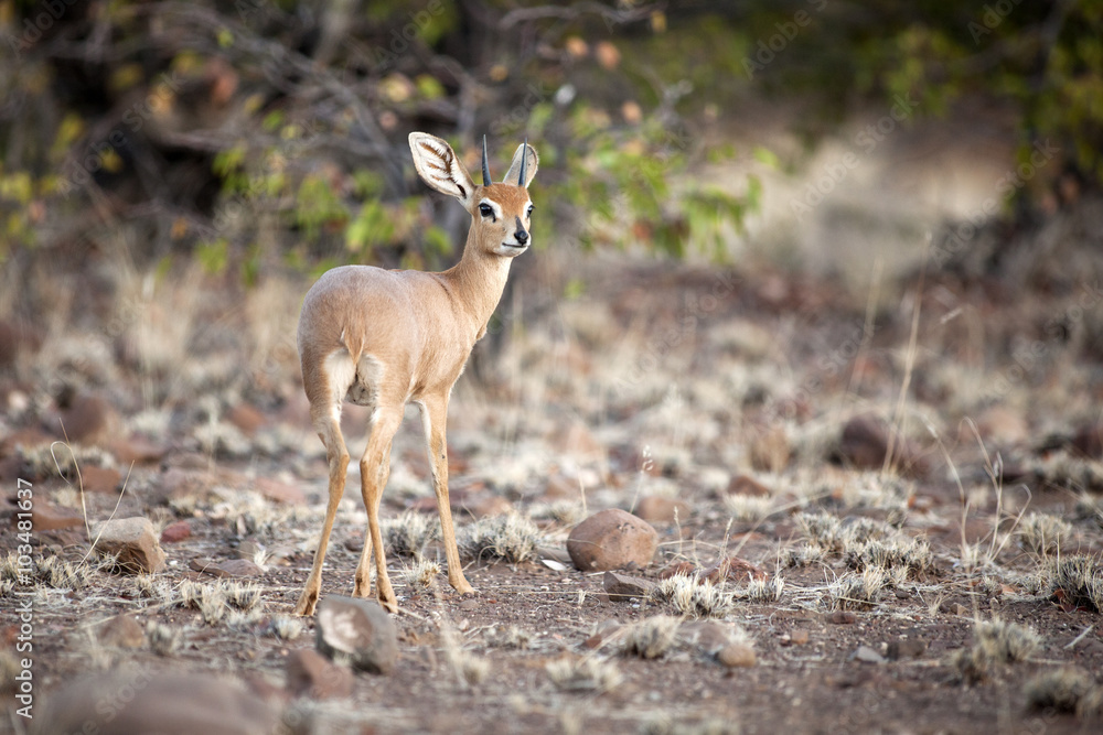 Steenbok