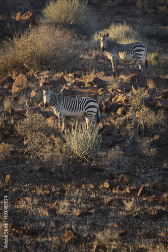 Zebra in the Palmwag concession  Damaraland  Namibia.