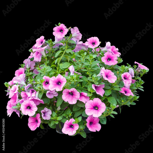 Pink petunia flowers isolated on black background.