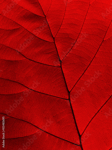 red leaf texture background ( teak leaf )