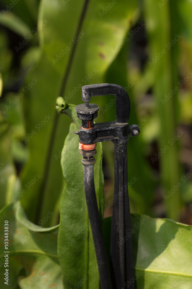 garden sprinkler garden sprinkler