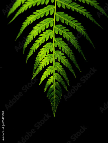 Leaf of fern