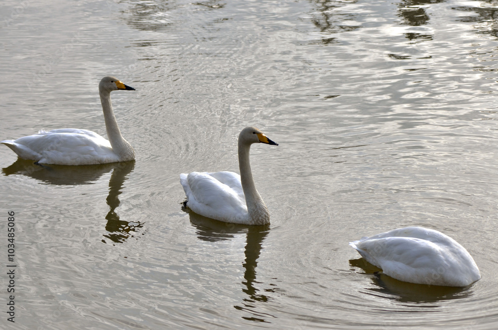 Naklejka premium ハクチョウ