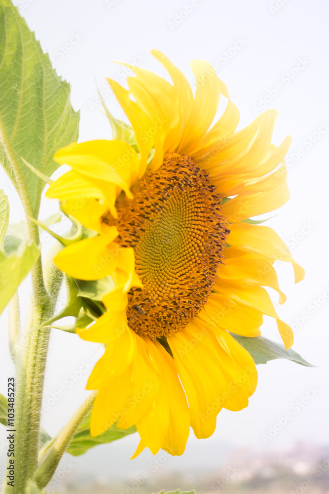 Naklejka premium Beautiful sunflower plant in public garden