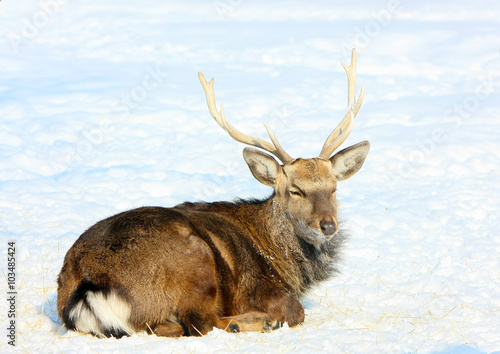 Buck lying in the snow. Wild animal winter. Deer in their natural habitat. The animal with horns.  © elmina