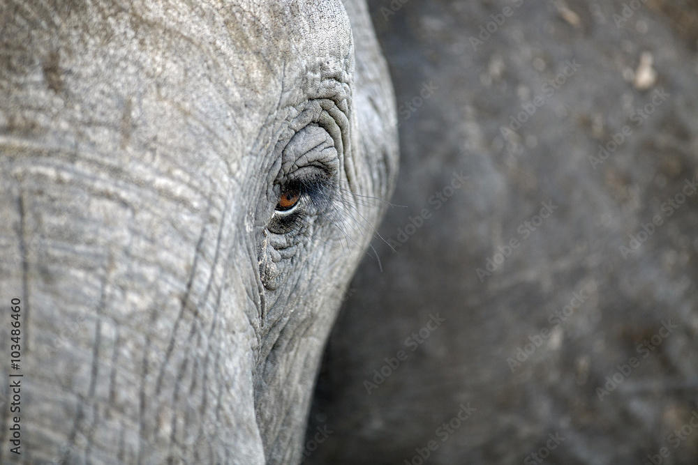 Naklejka premium A close up of an Elephants eye