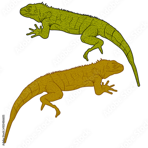 Lizard is goanna silhouette on a white background. Vector illustration