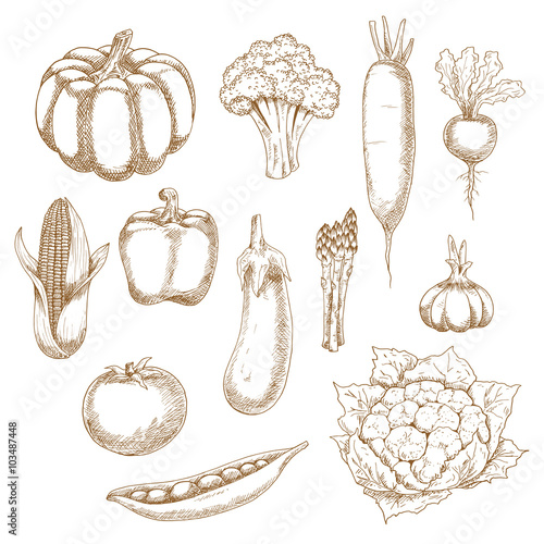 Retro stylized sketches of ripe vegetables