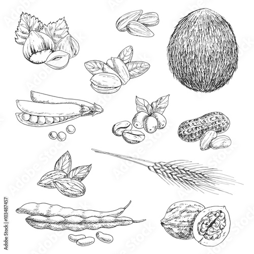 Nuts  beans  seeds and wheat sketches