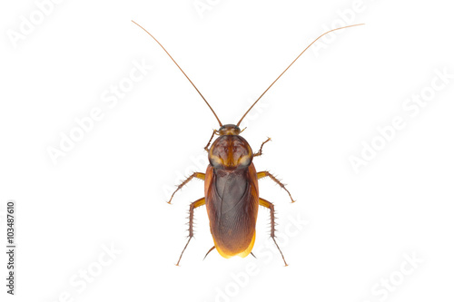 Close up cockroach isolated on white background