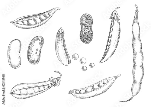 Sketches of peanut, pea pods and beans