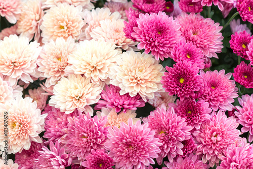 Beautiful dahlia for background