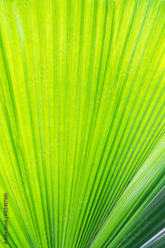 Beautiful Sunlight on palm leaf