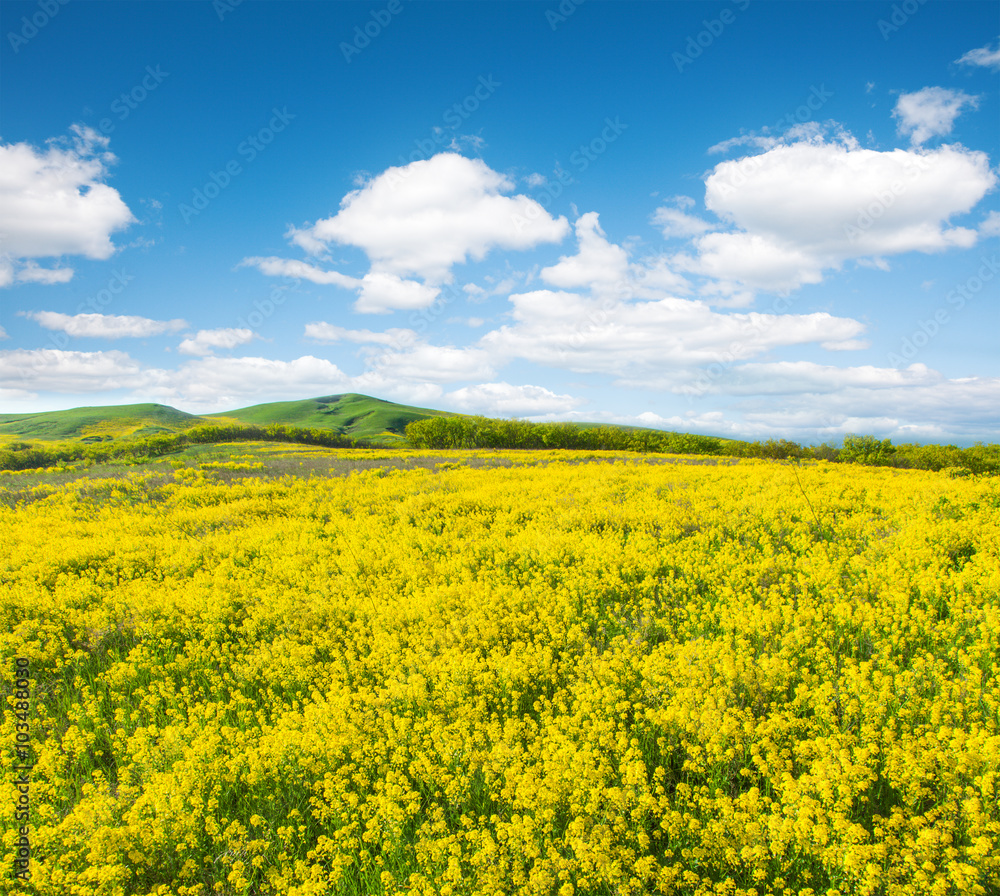 Green field with flowers under blue cloudy sky Green field with flowers under blue cloudy sky