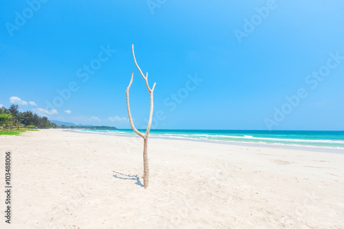 Dead tree on beautiful beach