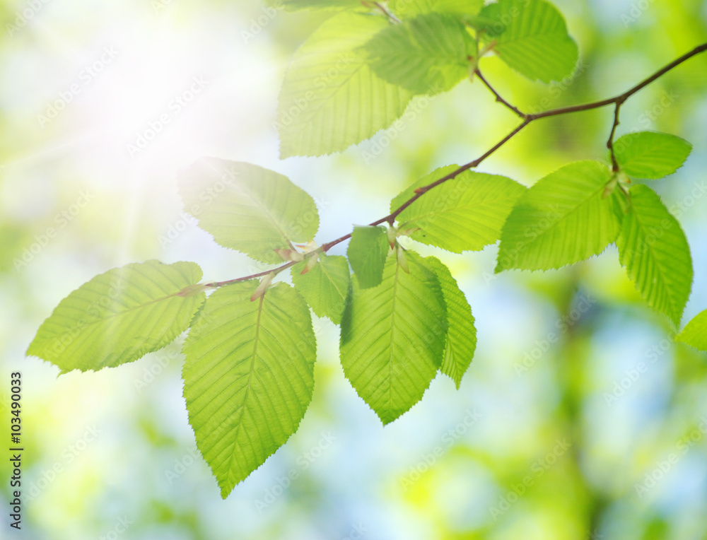 green leaves green leaves