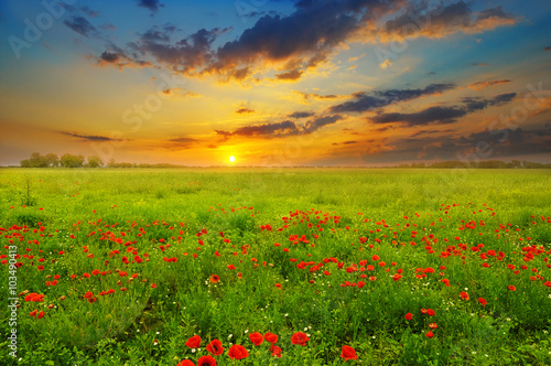 Field with poppies and sunrise