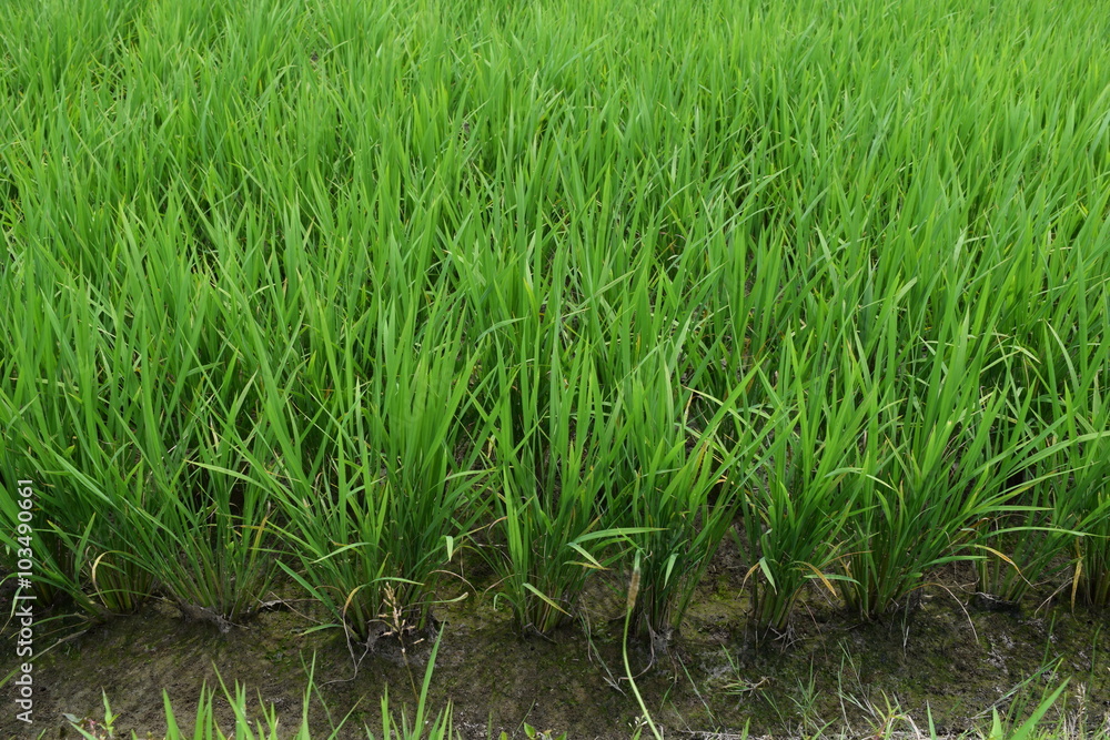 Obraz premium 田植え50日後の田園風景／山形県の庄内地方で、田植え50日後の田園風景を撮影した写真です。