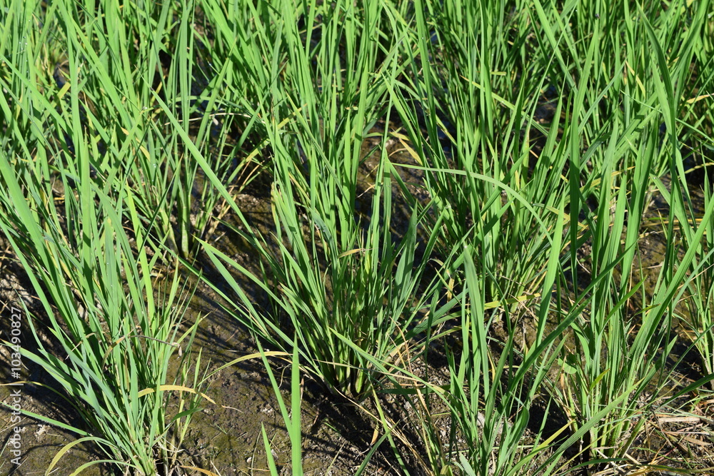 田植え50日後の田園風景/山形県の庄内地方で、田植え50日後の田園風景を撮影した写真です。 田植え50日後の田園風景/山形県の庄内地方で、田植え50日後の田園風景を撮影した写真です。