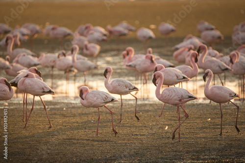 Flamingo at the Walvis Bay wetland.