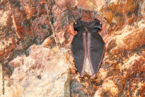 Rhinolophus hipposideros. Murciélago Pequeño de Herradura. Espacio Natural Sierra de la Culebra, Zamora. photo