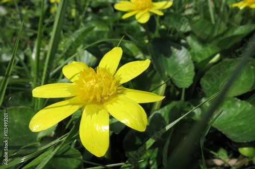 黄色い花 yellow flower 