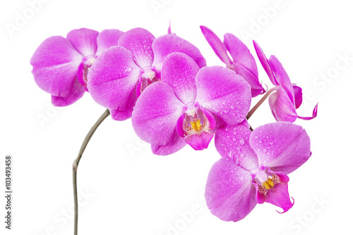Orchid isolated on white