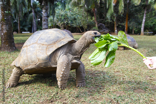 Turtle on the island of Mauritius. The reptile is eating some plants from a human hand.