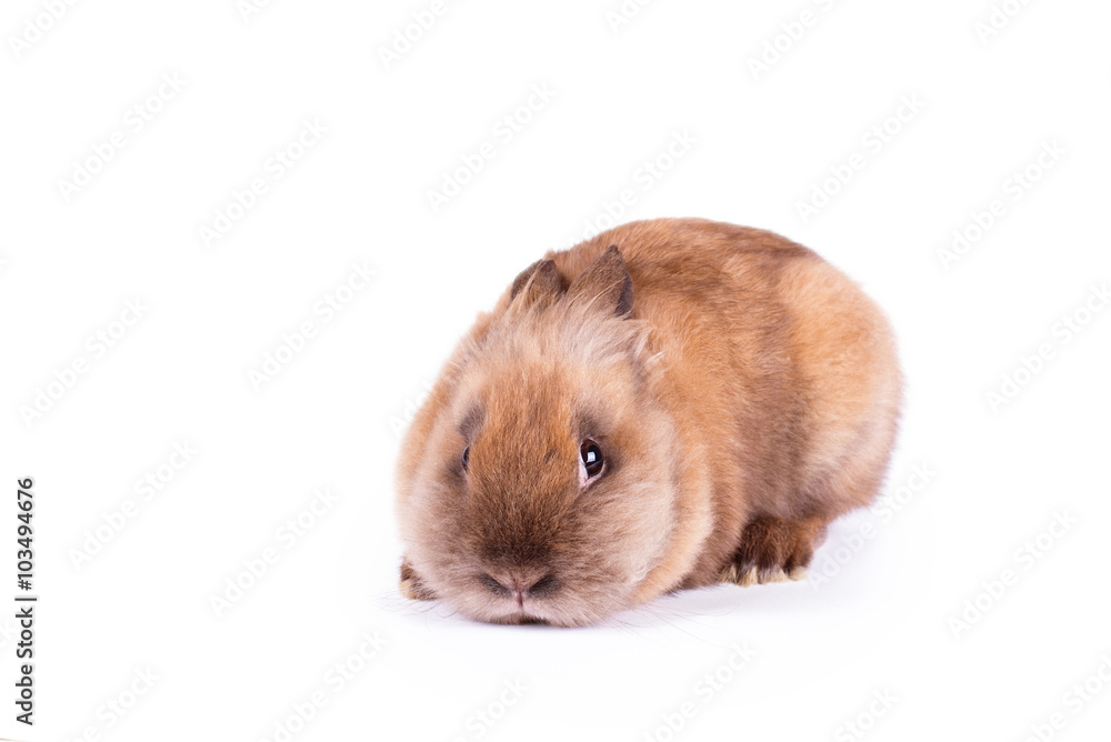 Shy rabbit isolated on white Shy rabbit isolated on white