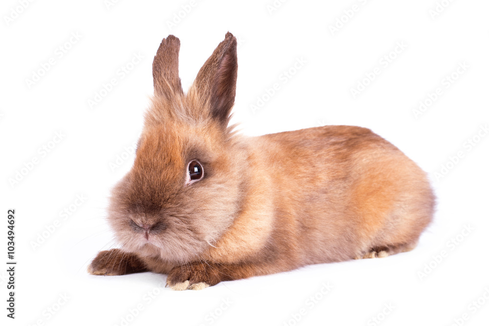 Obraz premium Brown rabbit isolated on white