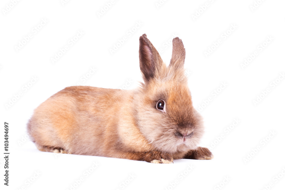 Brown rabbit isolated on white