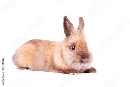 Brown rabbit isolated on white