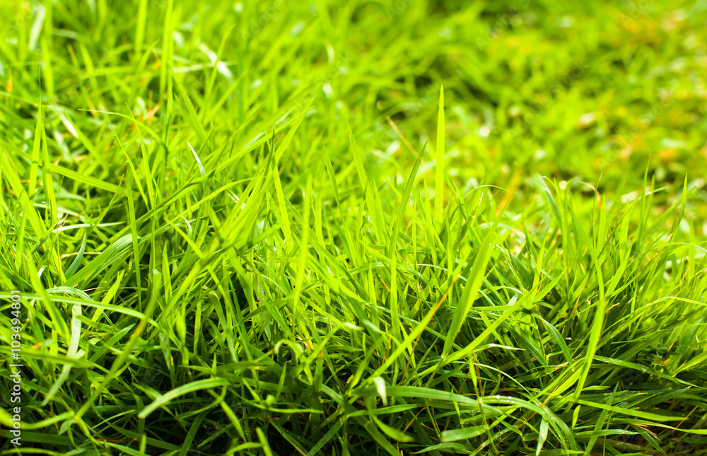 blurred of green grass in sun light morning or afternoon period blurred of green grass in sun light morning or afternoon period