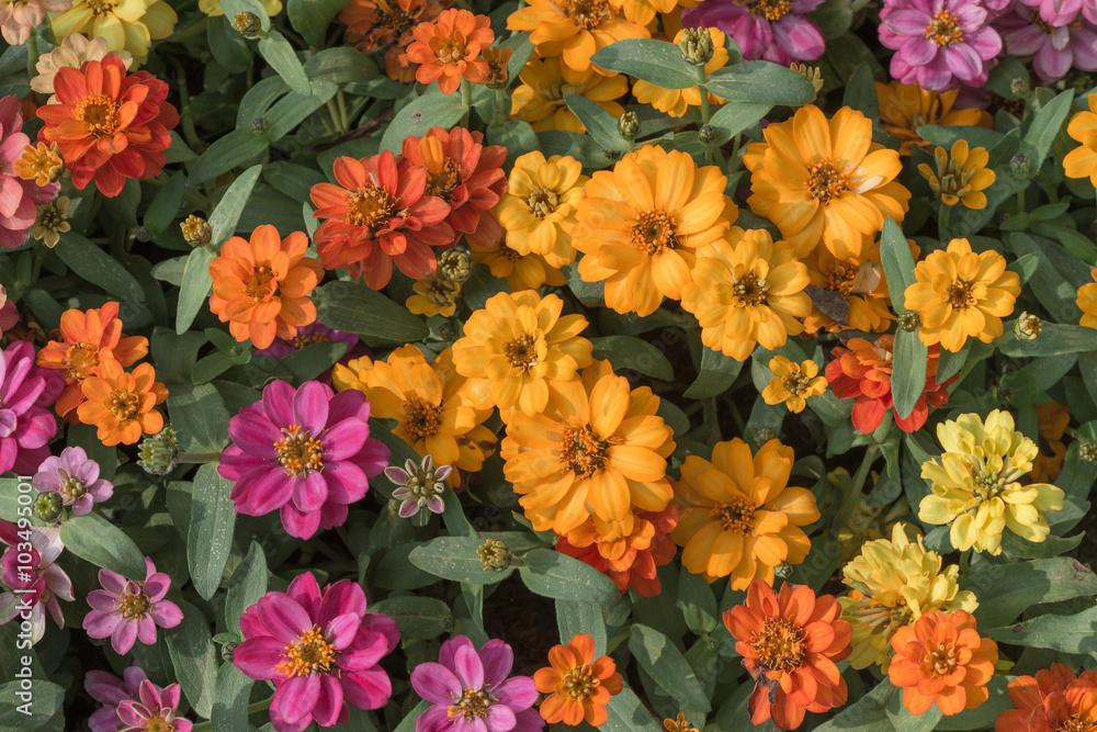 colorful of Zinnia flower colorful of Zinnia flower