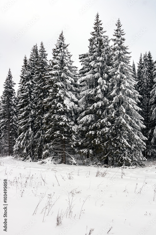 Obraz premium the fir-trees covered with fluffy snow
