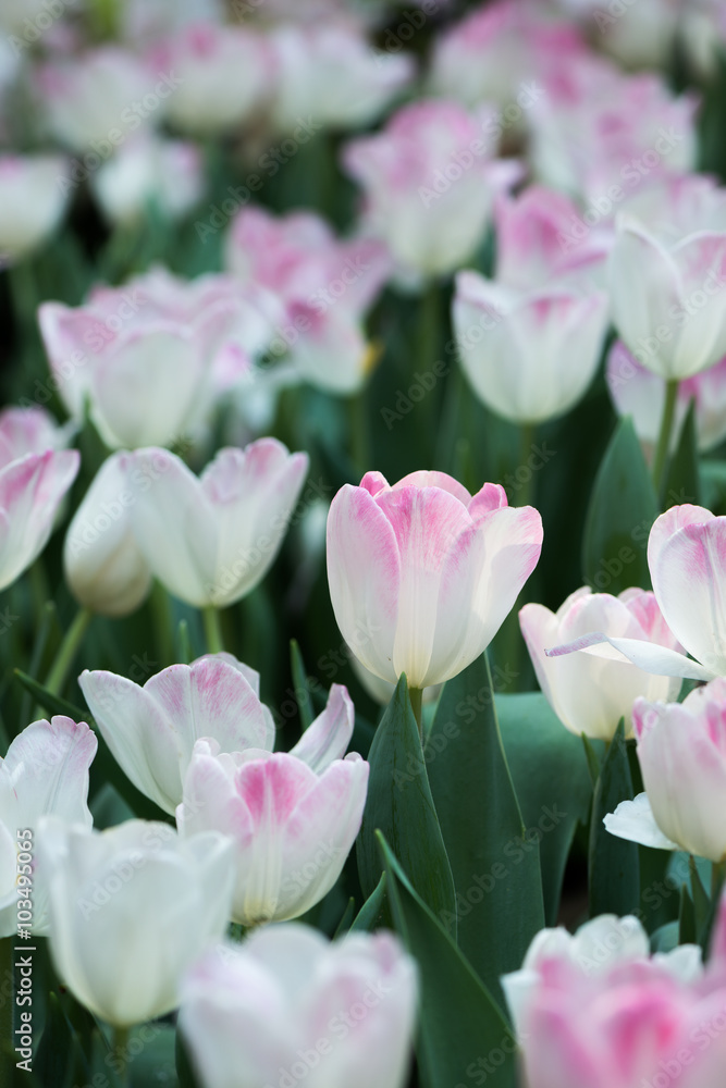 white tulip white tulip
