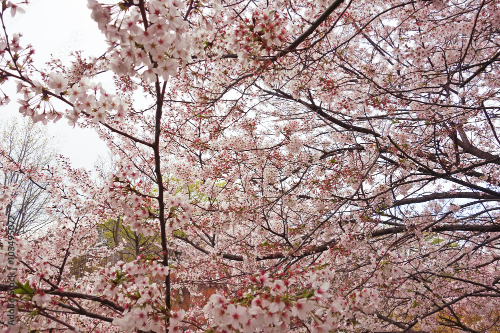 桜の花 桜の花